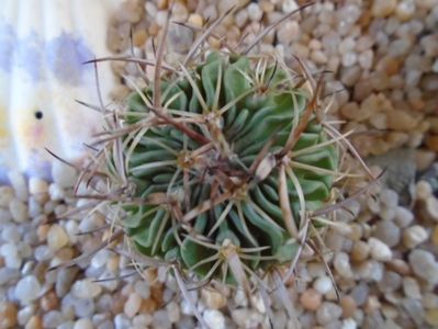 Echinofossulocactus phyllacanthus v. violaciflorus