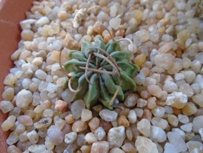 Echinofossulocactus coptonogonus