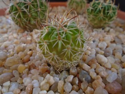 Echinofossulocactus sp.