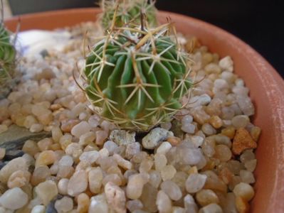 Echinofossulocactus lexarzai