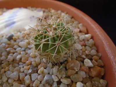 Echinofossulocactus hb. coptonogonus X albatus