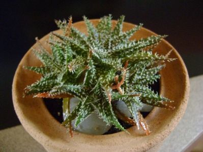 Aloe cv. Pepe (Aloe descoigsii X Aloe haworthioides)