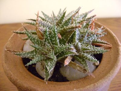 Aloe cv. Pepe (Aloe descoigsii X Aloe haworthioides)