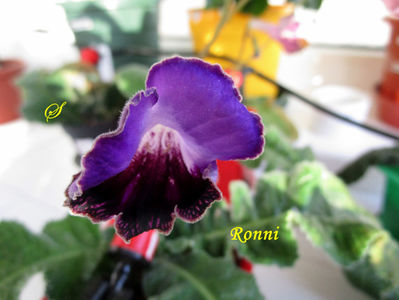 Ronni(24-04-2019)