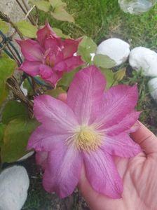 ; Clematis Asao,cu floare mare
