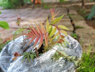 Sorbaria sorbifolia