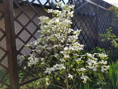 Cornus florida white clouds