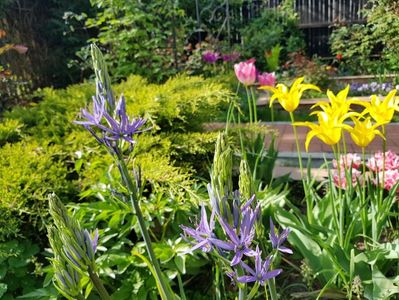 Camassia Leichtlinii