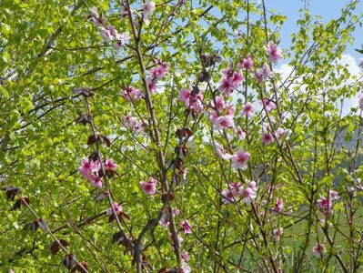 prunus persica