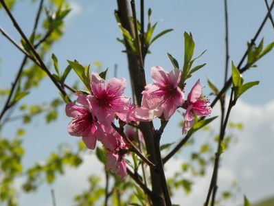 prunus persica