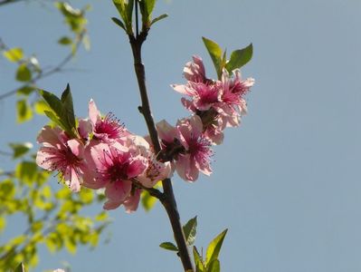 prunus persica