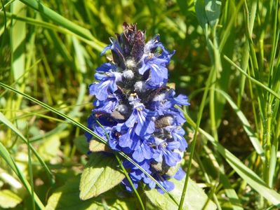 ajuga reptans