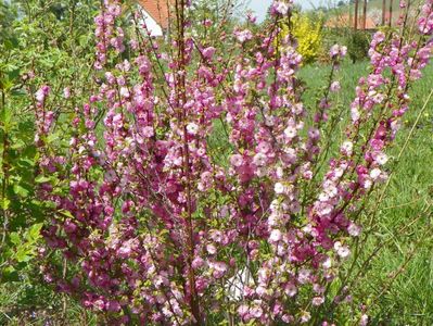 prunus triloba