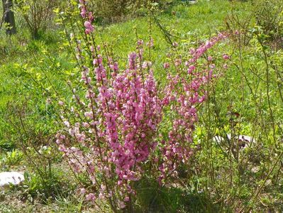 prunus triloba