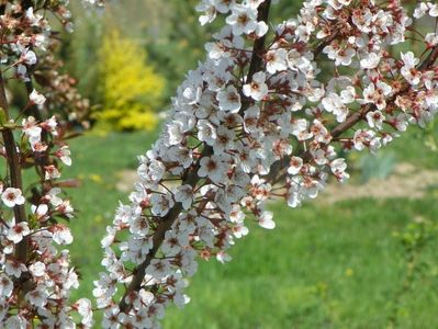 prunus Trailblazer