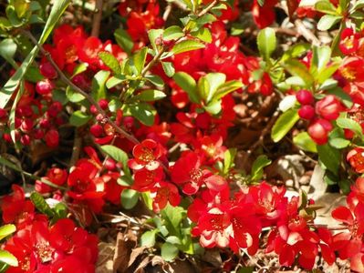 chaenomeles Fire Dance