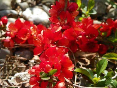 chaenomeles Fire Dance