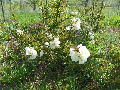 chaenomeles Nivalis