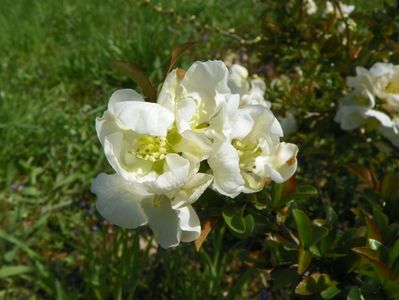 chaenomeles Nivalis