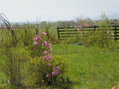 magnolia Leonard Messel