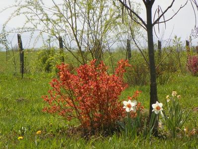 spiraea Firelight