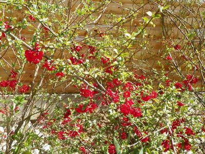 chaenomeles Crimson and Gold