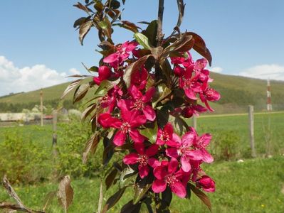 malus floribunda