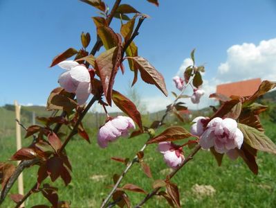 prunus x blireana