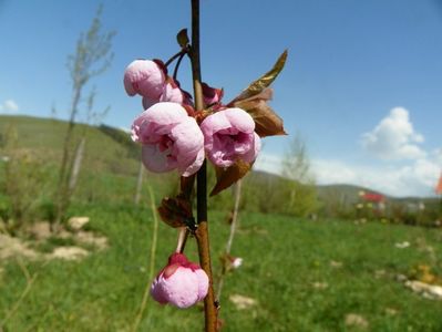 prunus x blireana