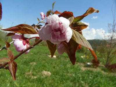 prunus x blireana