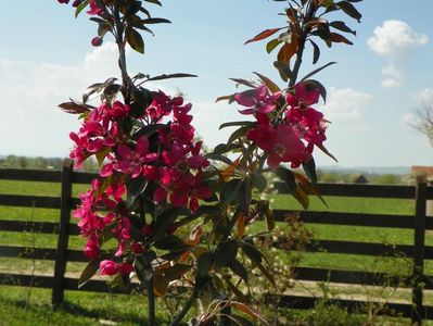 malus floribunda