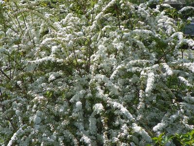 spiraea Grefsheim