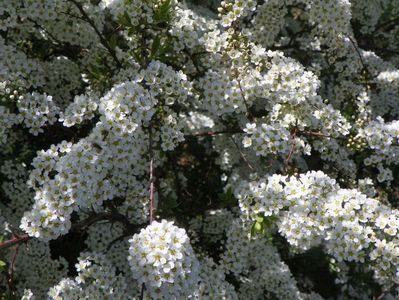 spiraea Grefsheim