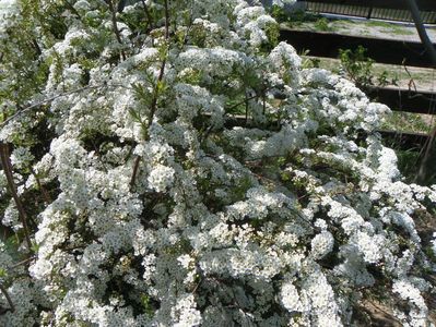 spiraea Grefsheim