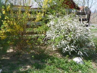 spiraea Grefsheim