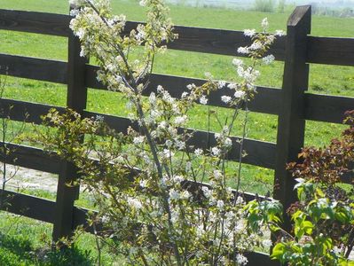 amelanchier lamarckii