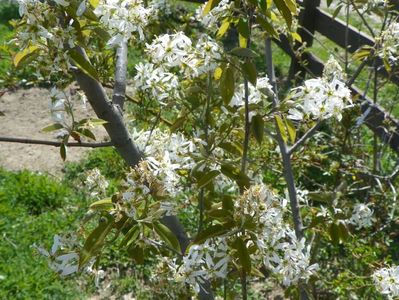 amelanchier lamarckii