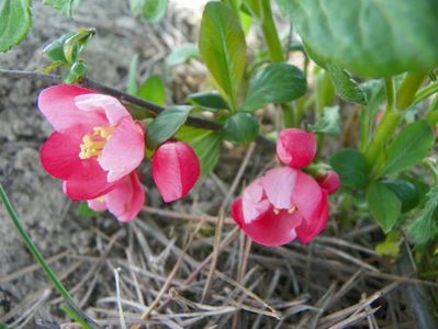 chaenomeles Pink Lady