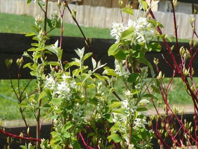 amelanchier alnifolis Obelisk