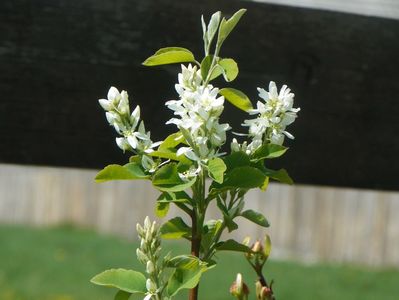 amelanchier alnifolis Obelisk