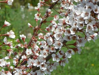 prunus Trailblazer