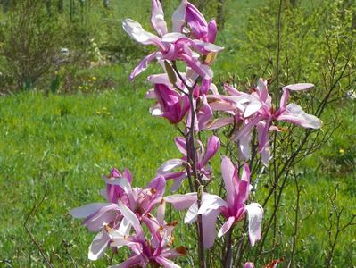 magnolia Leonard Messel