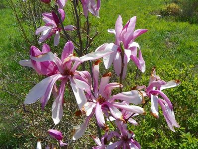 magnolia Leonard Messel