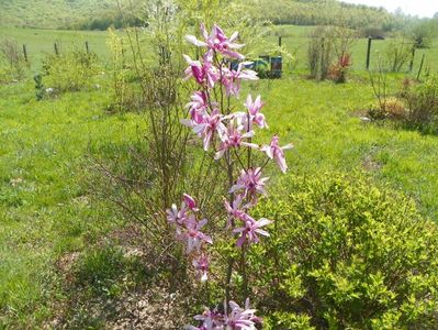 magnolia Leonard Messel