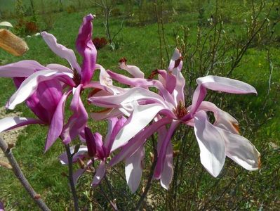 magnolia Leonard Messel