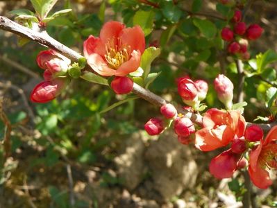 chaenomeles Clementine