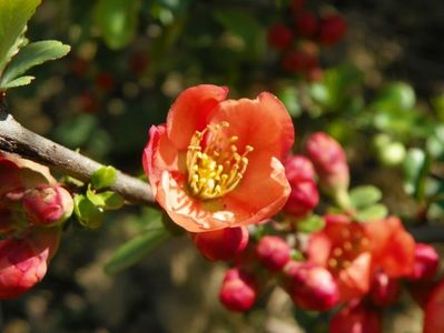 chaenomeles Clementine