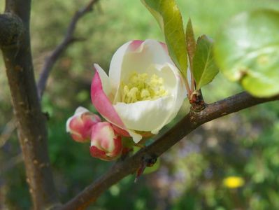 chaenomeles Toyo Nishiki