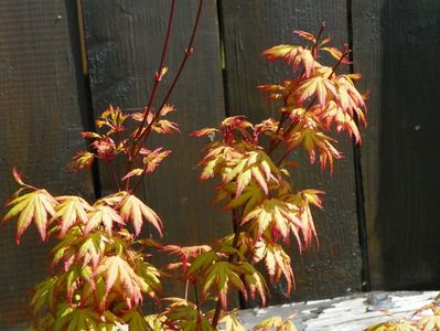 acer palm. Orange Dream