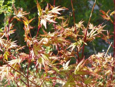 acer palmatum